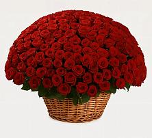 Премиум букет из: Розы в Гаврилом-Яме